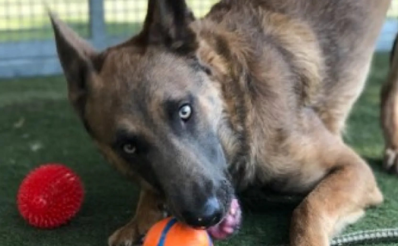 Cheap places to get dog deals neutered near me